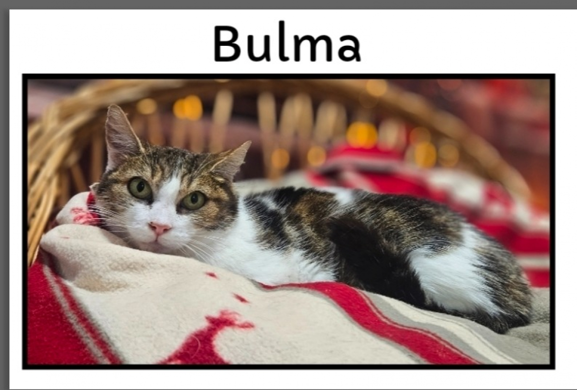 Photo de Bulma