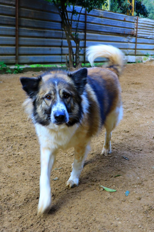 Photo #1 de Ginger