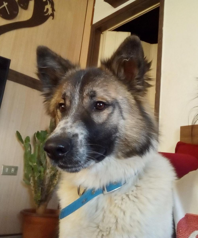 Photo #2 de Ginger