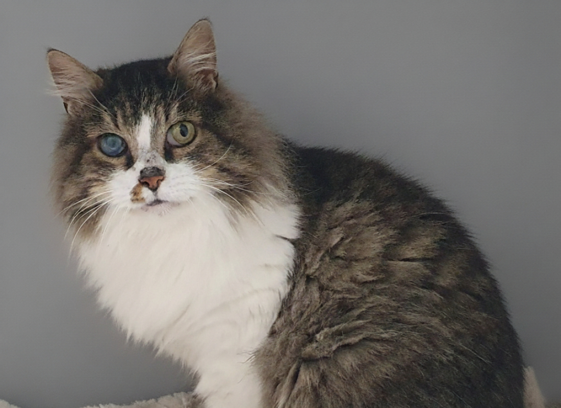 Photo #1 de Patapouf