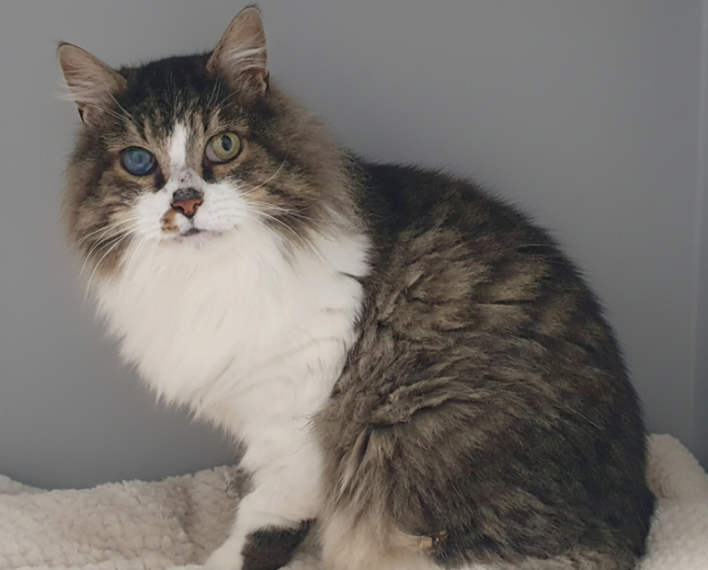 Photo #2 de Patapouf