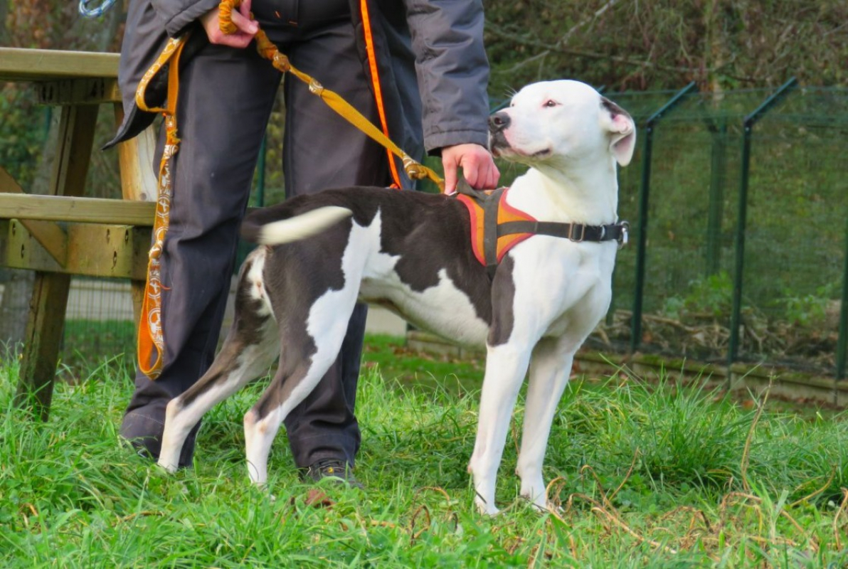 Photo #2 de Snowball