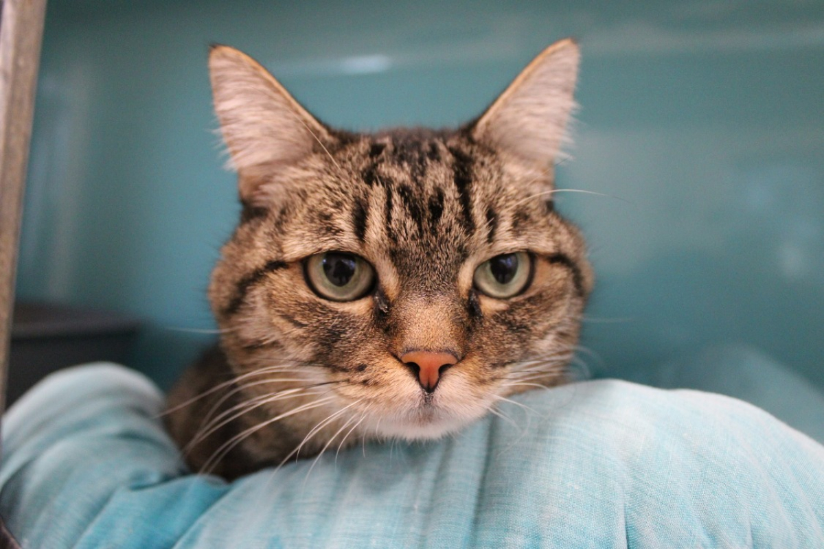 Photo #3 de Poupoune