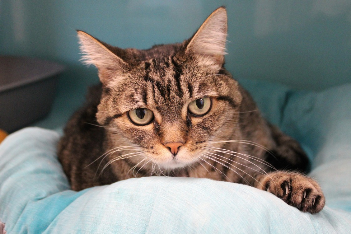 Photo #1 de Poupoune