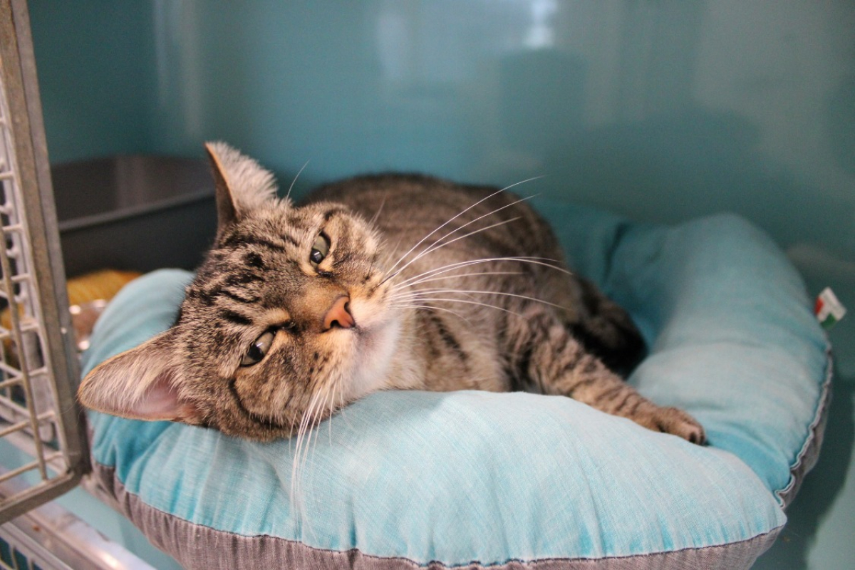 Photo #2 de Poupoune