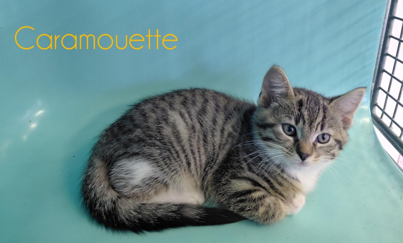 Photo de Caramouette