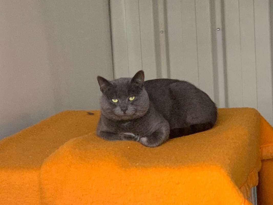 Photo #1 de Smoothie