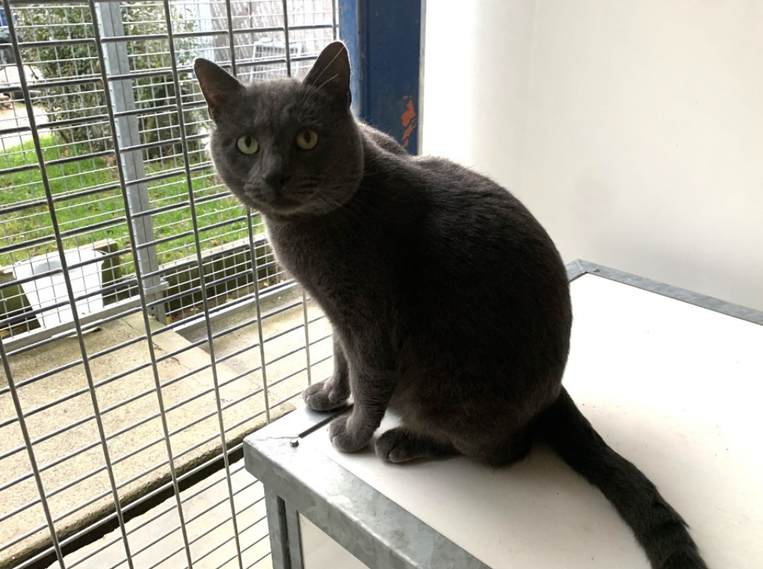 Photo #2 de Smoothie