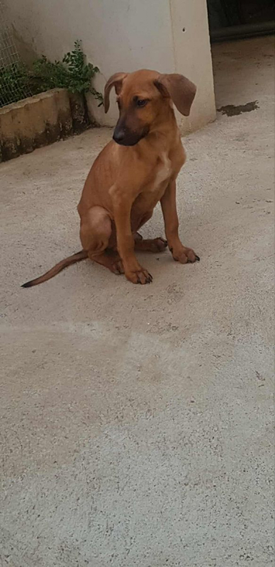 Photo #2 de MOWGLI