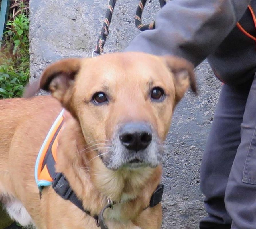 Tyson - Chien Berger à adopter