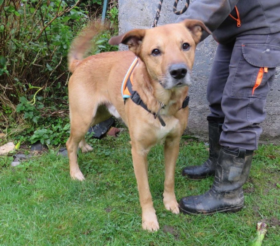 Tyson - Chien Berger à adopter - photo 2