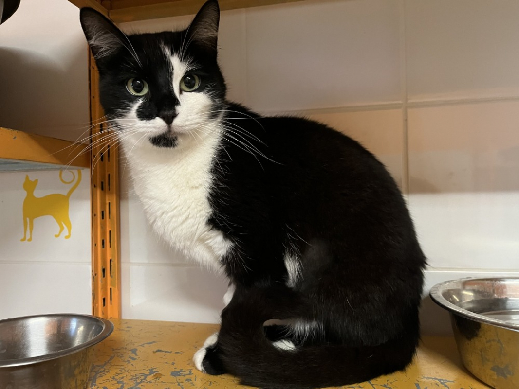 Photo #2 de Grosminet