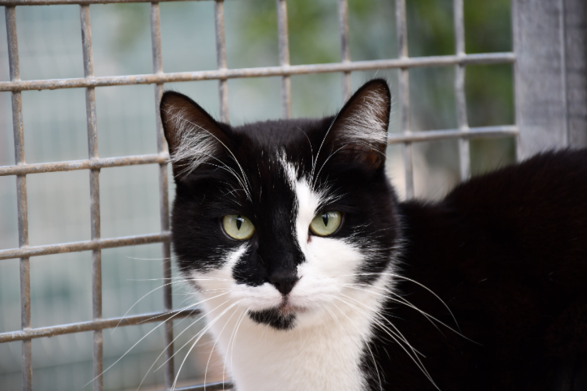 Photo #1 de Grosminet