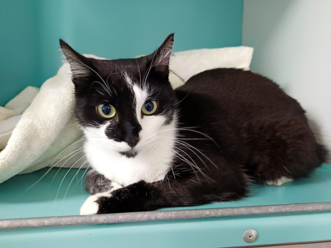 Photo #3 de Grosminet