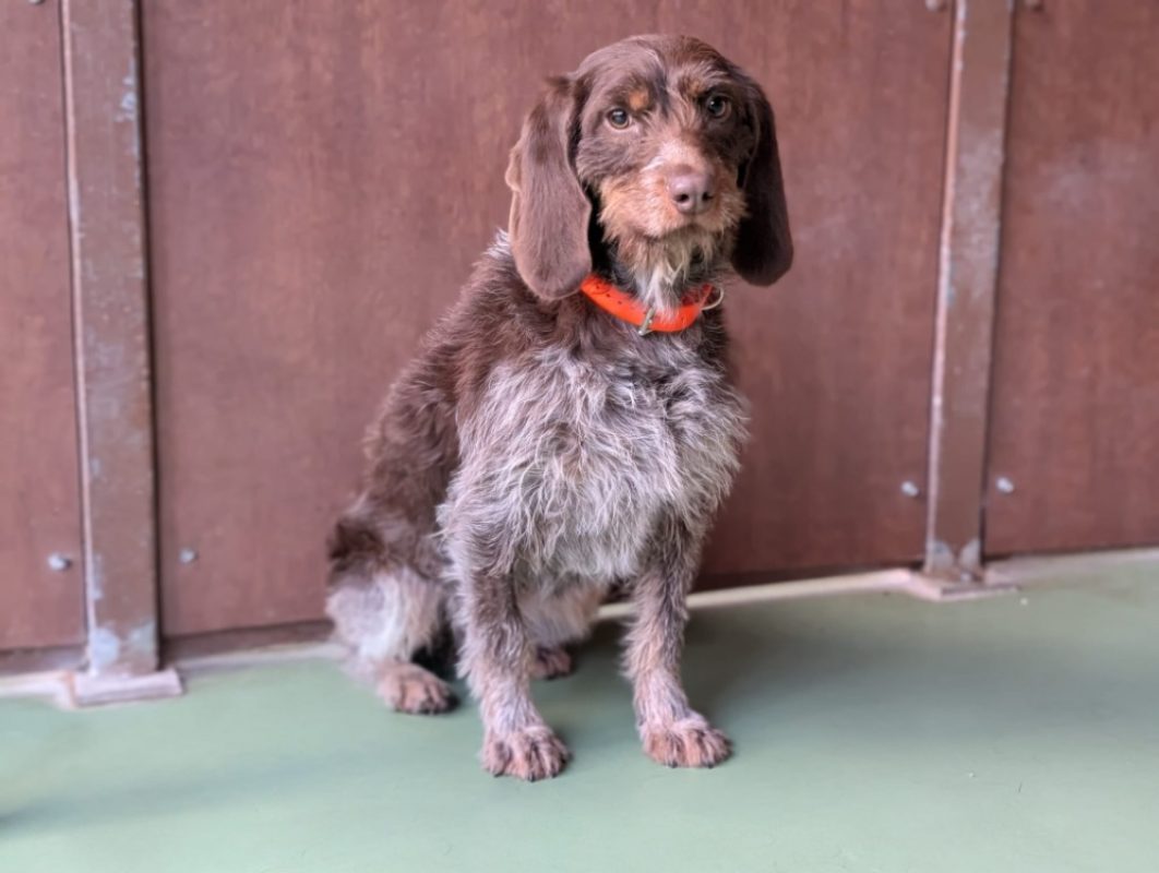 Serena - Chien à adopter