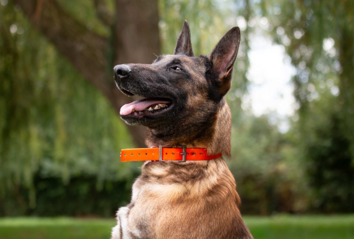 Molly - Chien Berger Belge Malinois à adopter