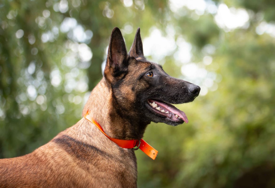Molly - Chien Berger Belge Malinois à adopter - photo 2