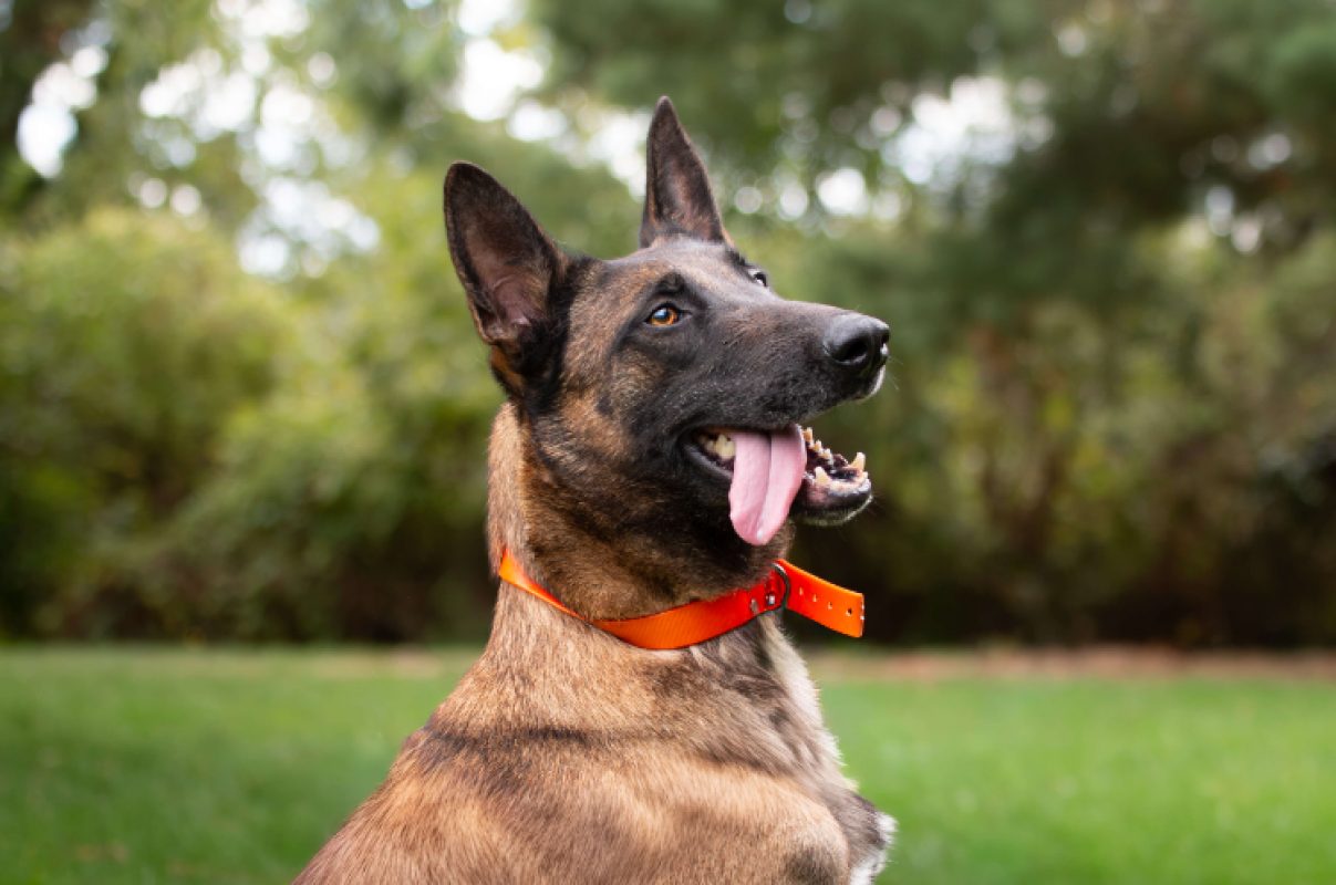 Molly - Chien Berger Belge Malinois à adopter - photo 3