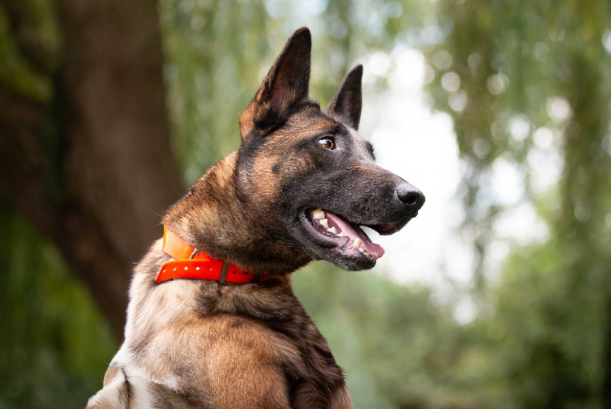Molly - Chien Berger Belge Malinois à adopter - photo 4