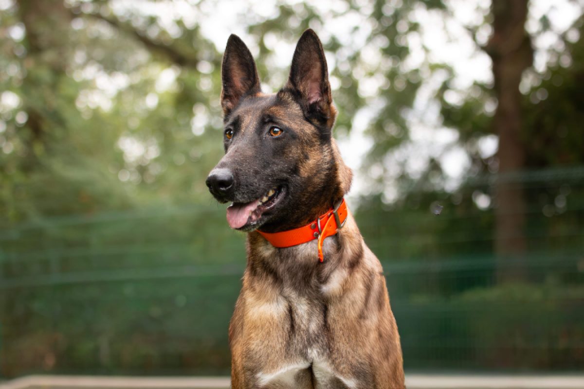 Molly - Chien Berger Belge Malinois à adopter - photo 5