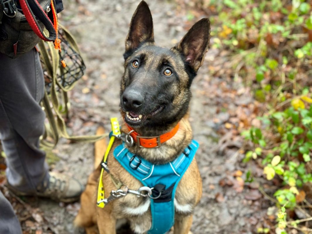 Molly - Chien Berger Belge Malinois à adopter - photo 7