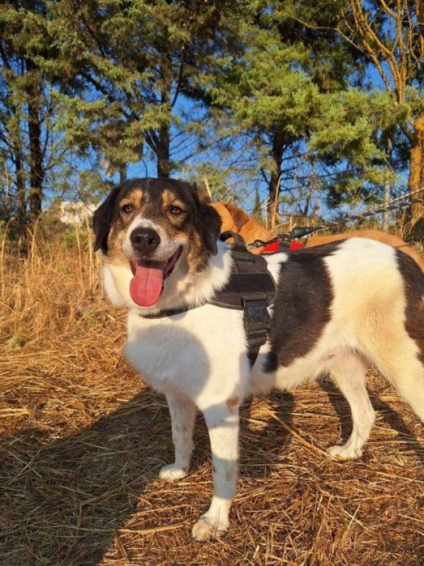 piper - Chien à adopter - photo 2