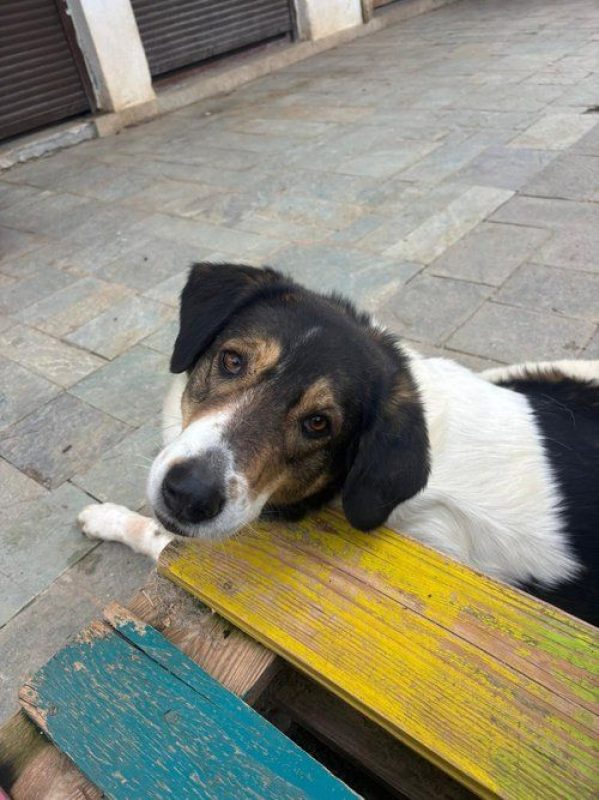 piper - Chien à adopter