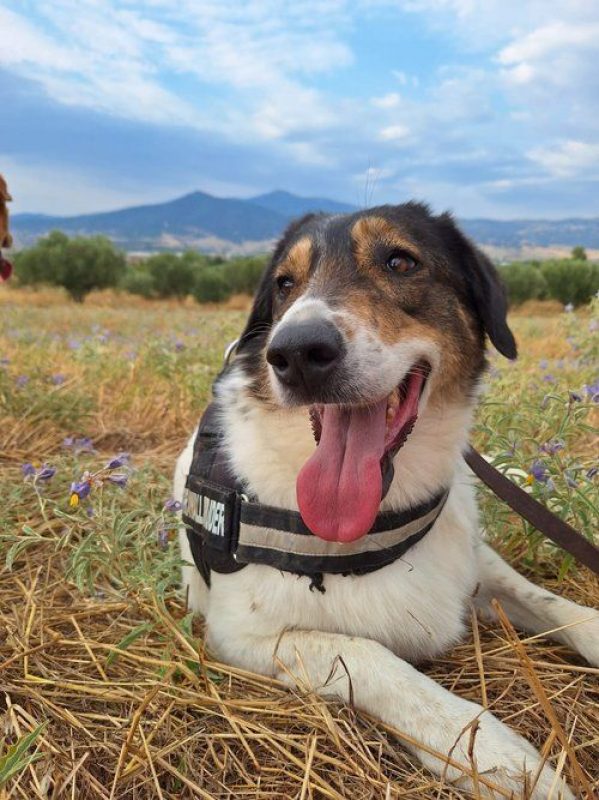 piper - Chien à adopter - photo 3