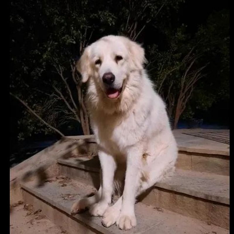 Photo #2 de mister white