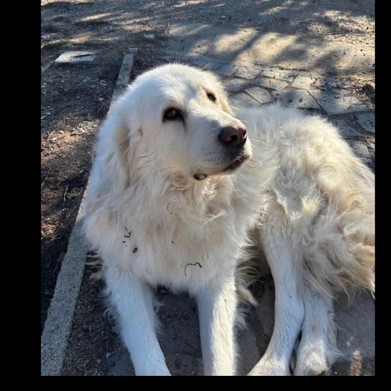 Photo #3 de mister white