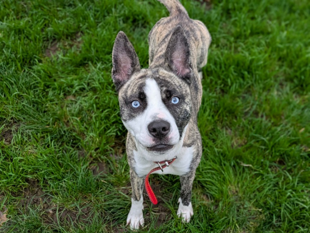 Photo #1 de Valrhona