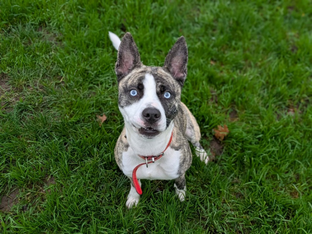 Photo #2 de Valrhona