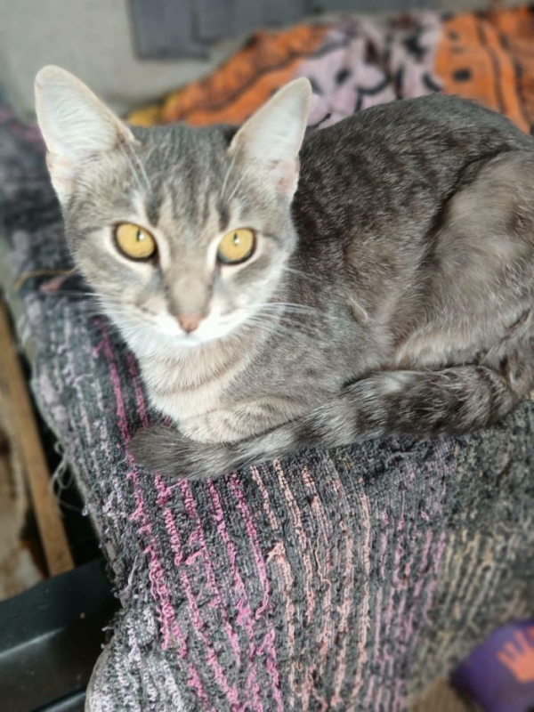 Photo #2 de Grisette