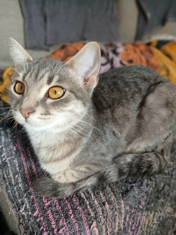 Photo #3 de Grisette