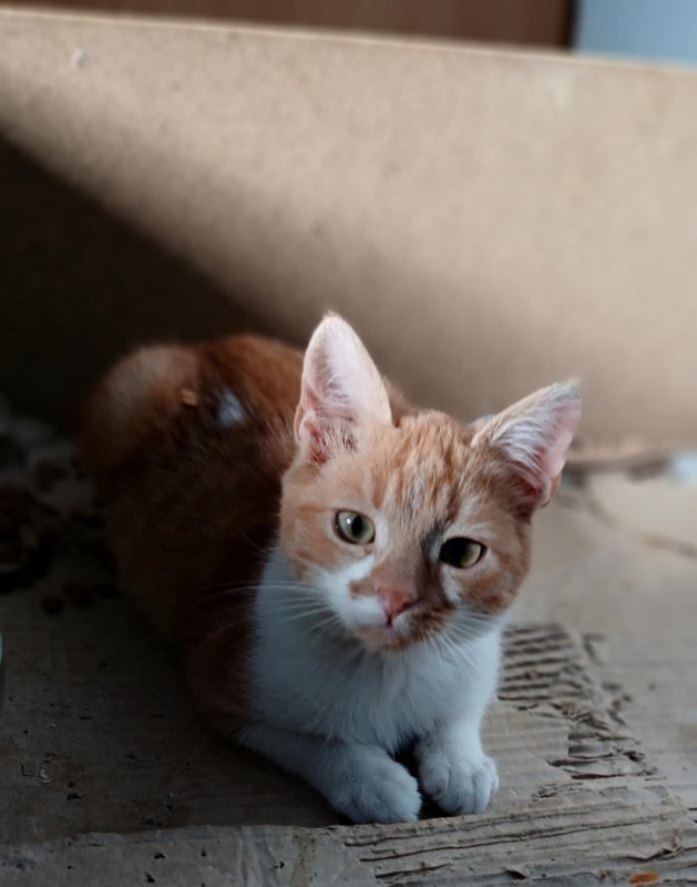 Photo #3 de O'Malley