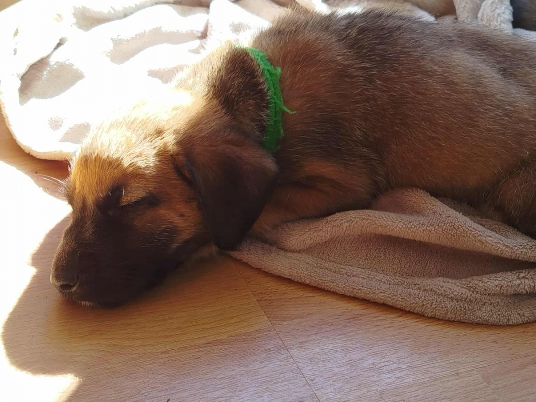 Photo #2 de ARES