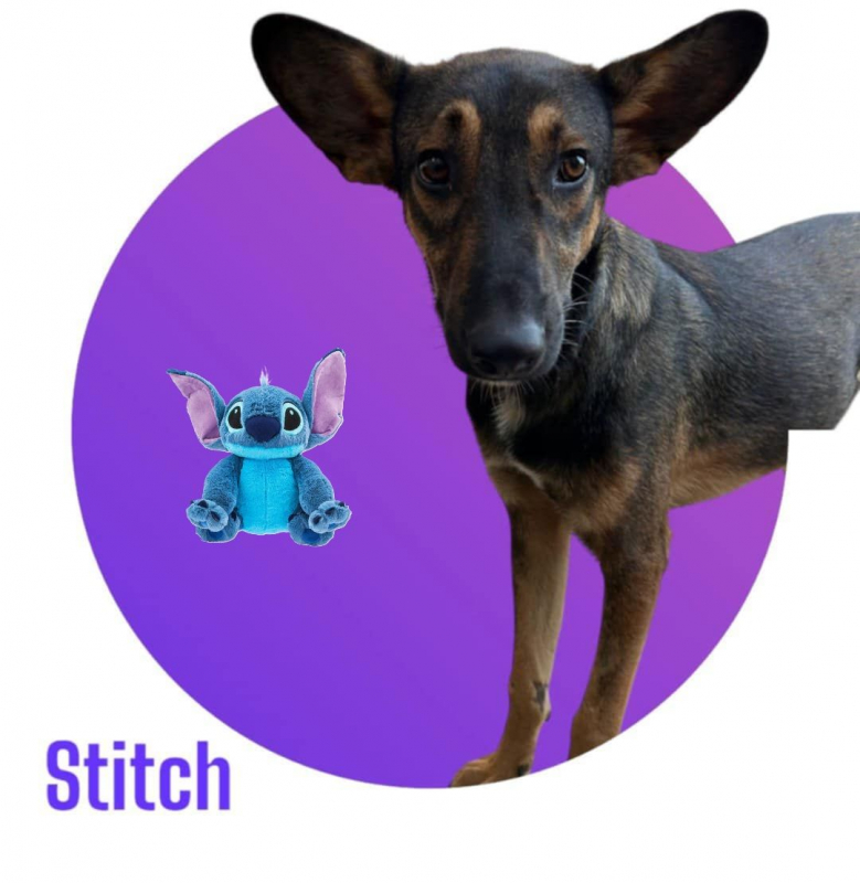 Photo #6 de STITCH