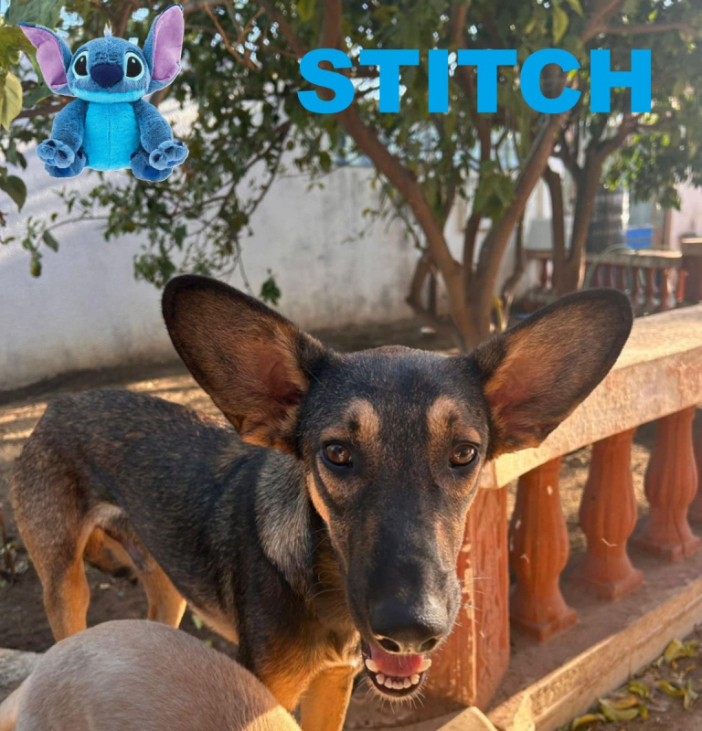 Photo #7 de STITCH