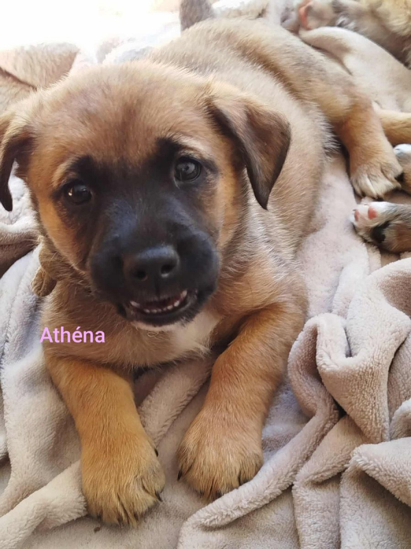 Photo #1 de ATHENA