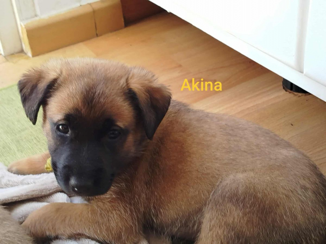 Photo #2 de AKINA