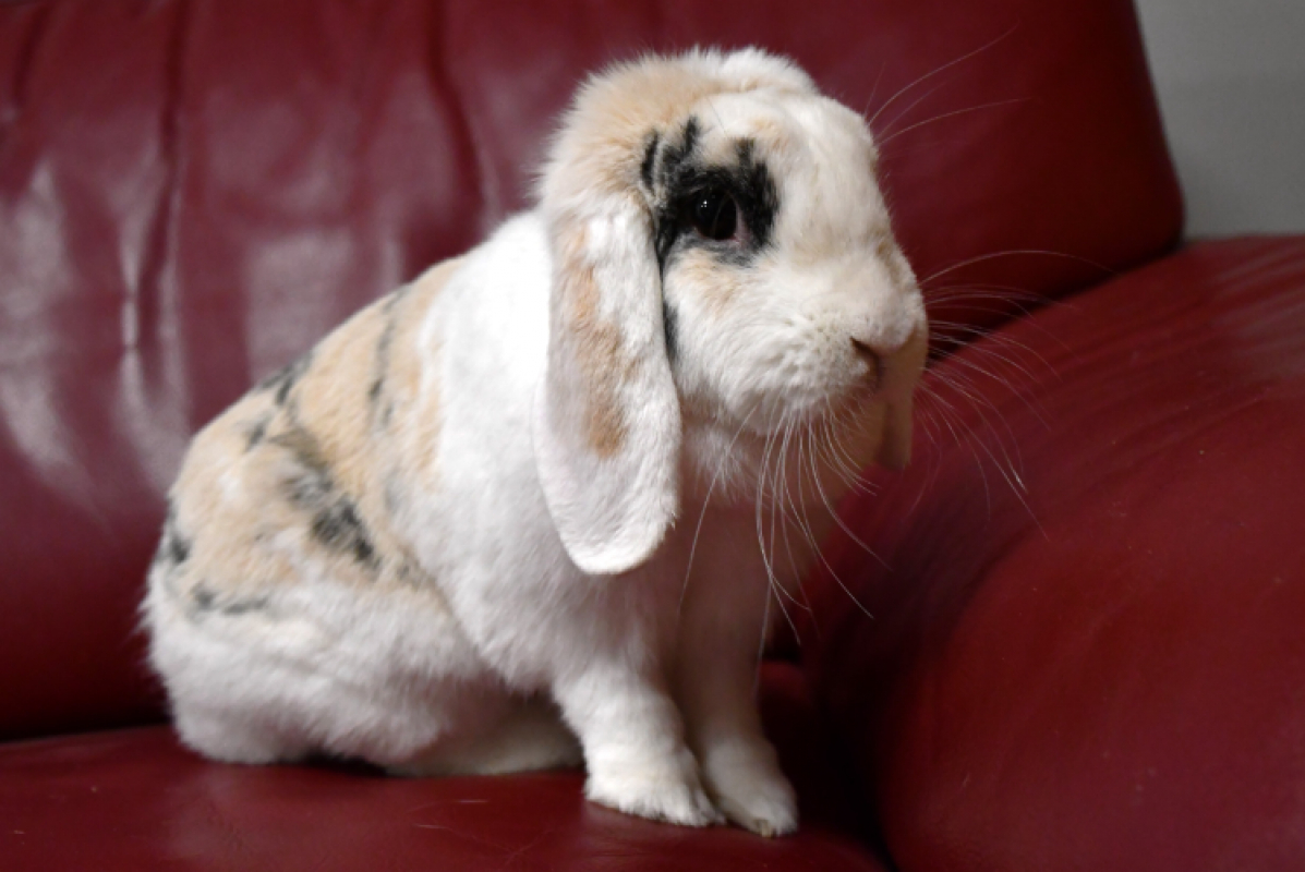 Photo #1 de Lola bunny