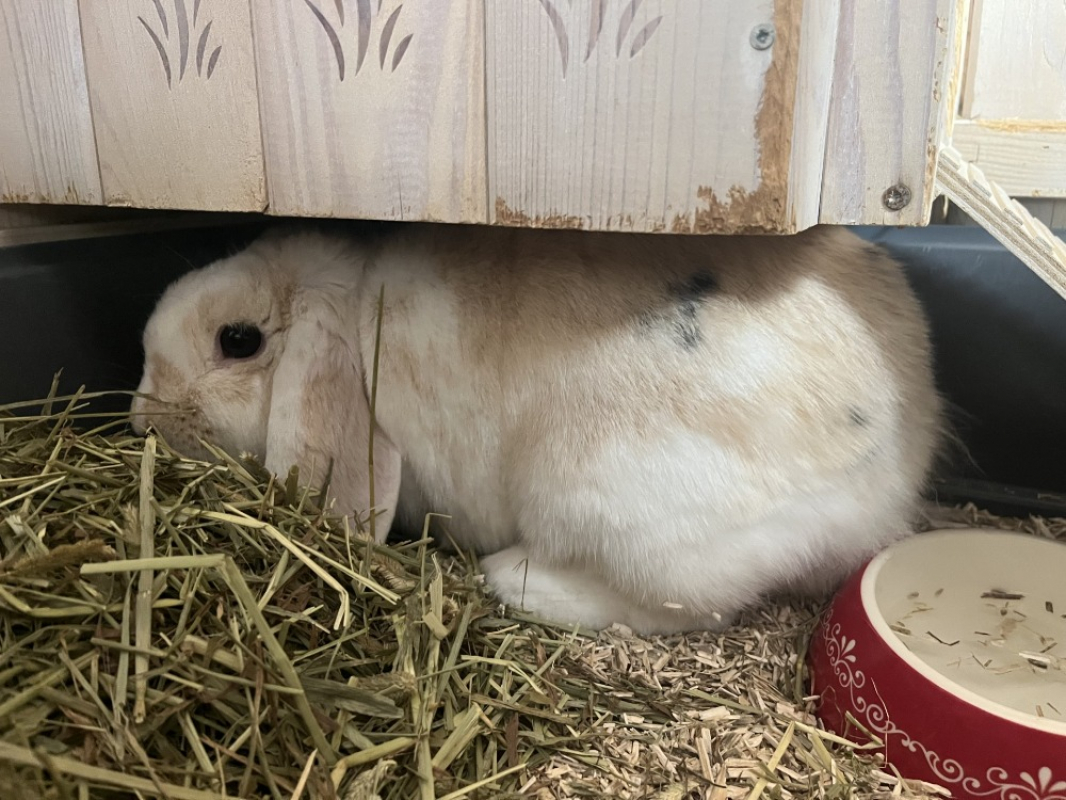 Photo #2 de Lola bunny