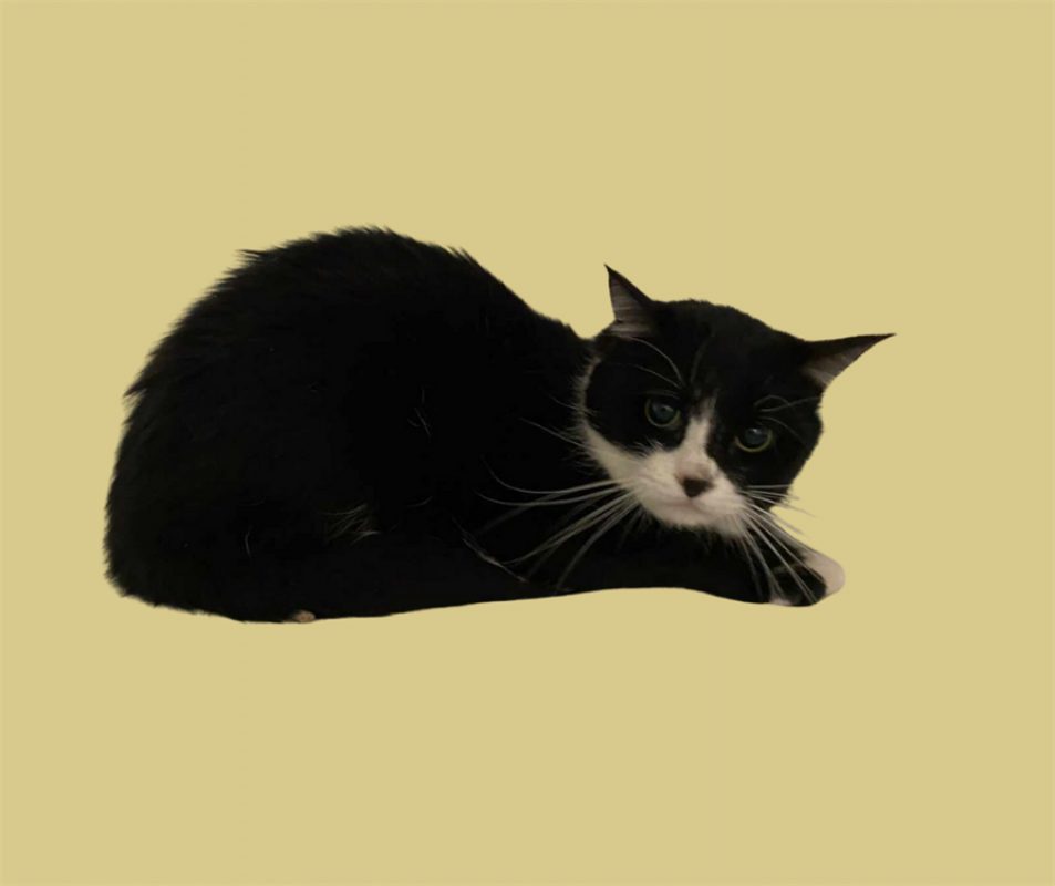 Adrian - Chat Européen à adopter