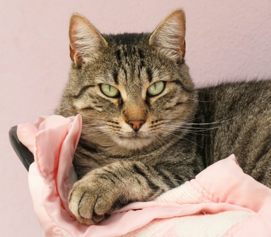 Flamino - Chat Européen à adopter