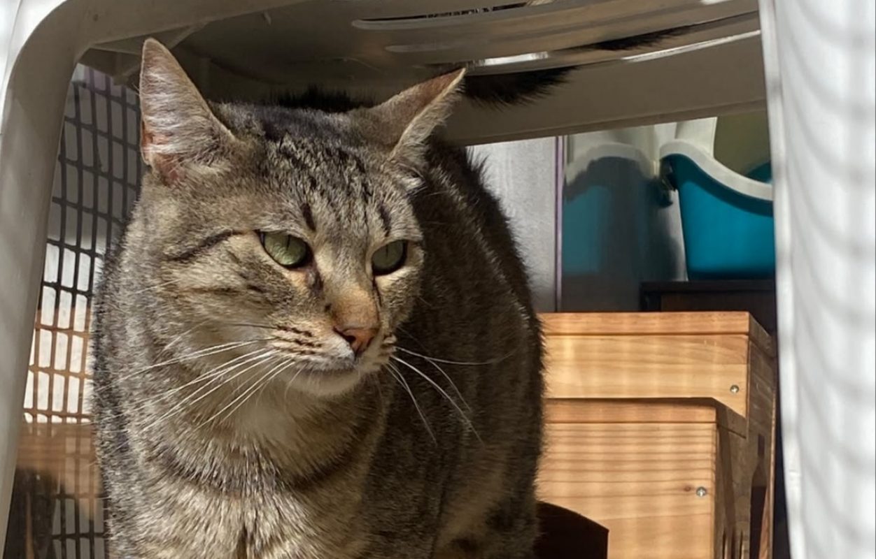 Flamino - Chat Européen à adopter - photo 2