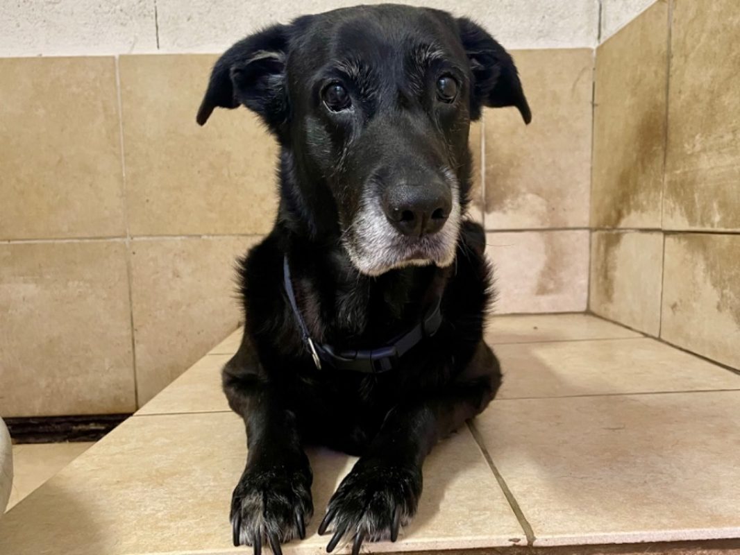 Odin - Chien à adopter