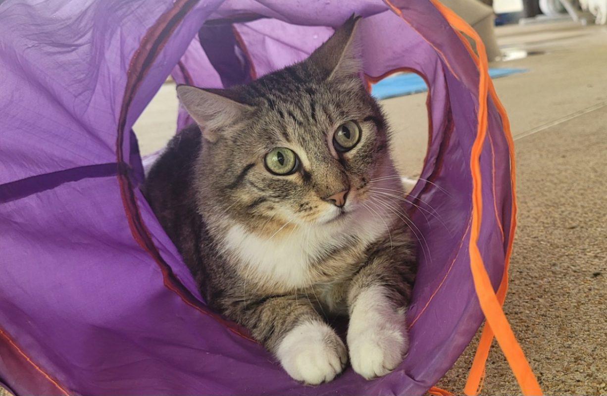 Ozzy - Chat Européen à adopter