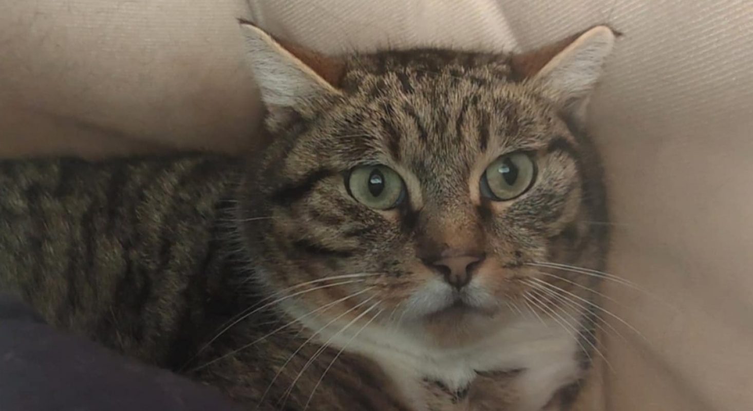 Ozzy - Chat Européen à adopter - photo 2