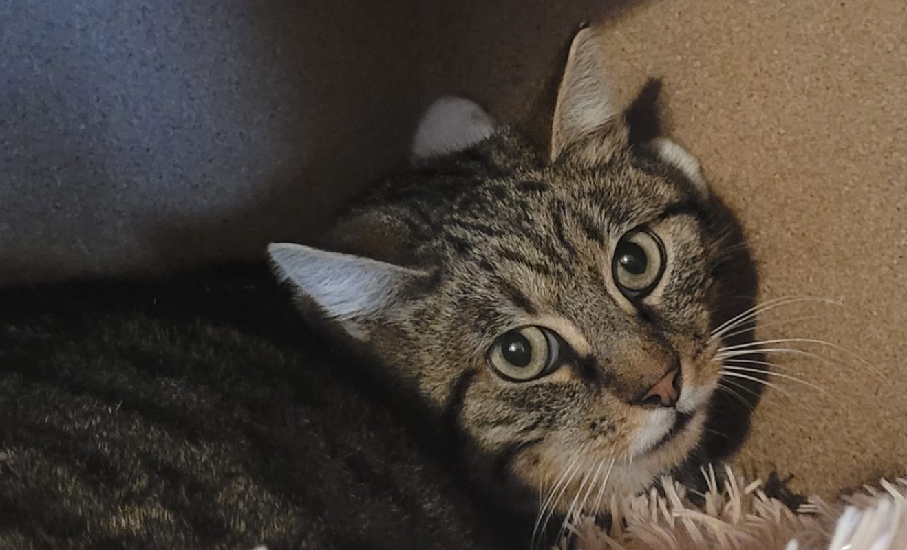 Ozzy - Chat Européen à adopter - photo 3