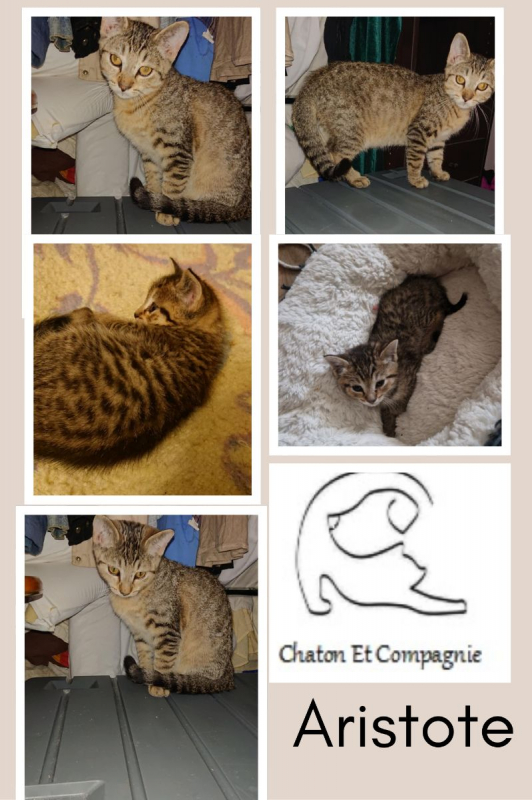 Photo de ARISTOTE